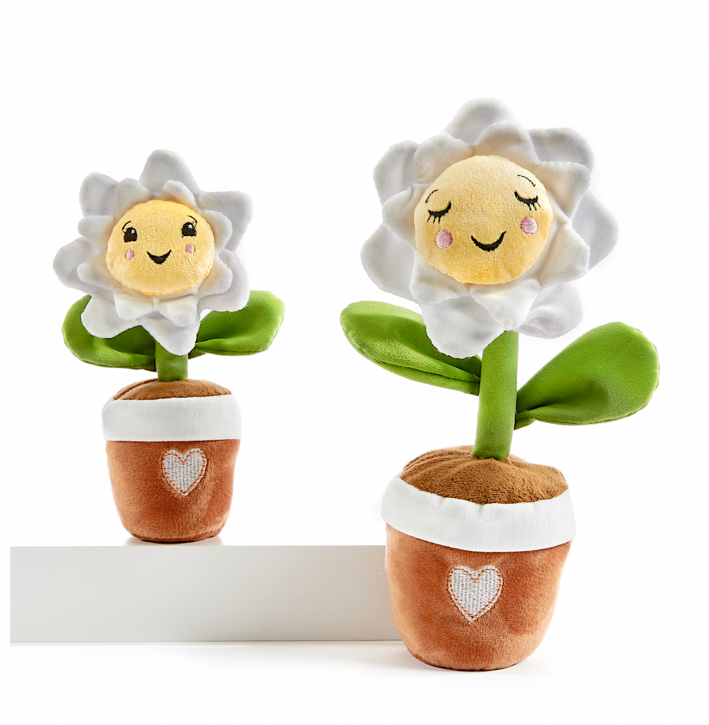 Soil Mates, Daisy, Set of 2